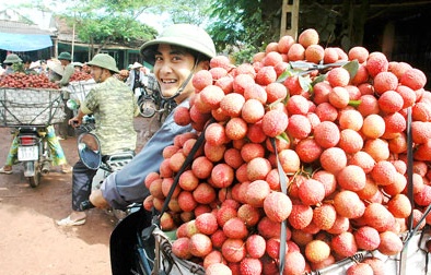 Đưa khoa học công nghệ để nâng giá trị quả vải